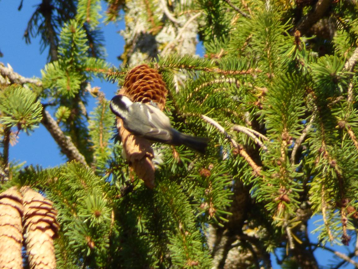 Balia nera?  No, Cincia mora (Periparus ater)